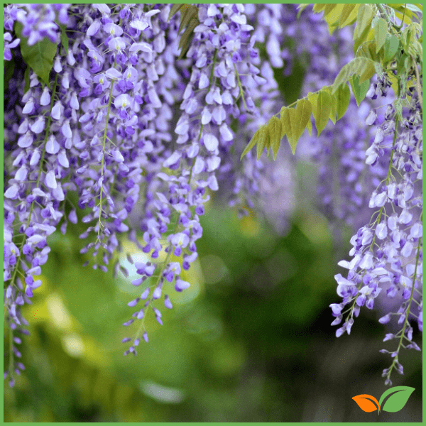 Wisteria sinensis, la enredadera que traerá vida a tu jardín